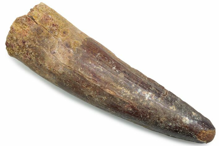 Fossil Spinosaurus Tooth - Real Dinosaur Tooth #381091